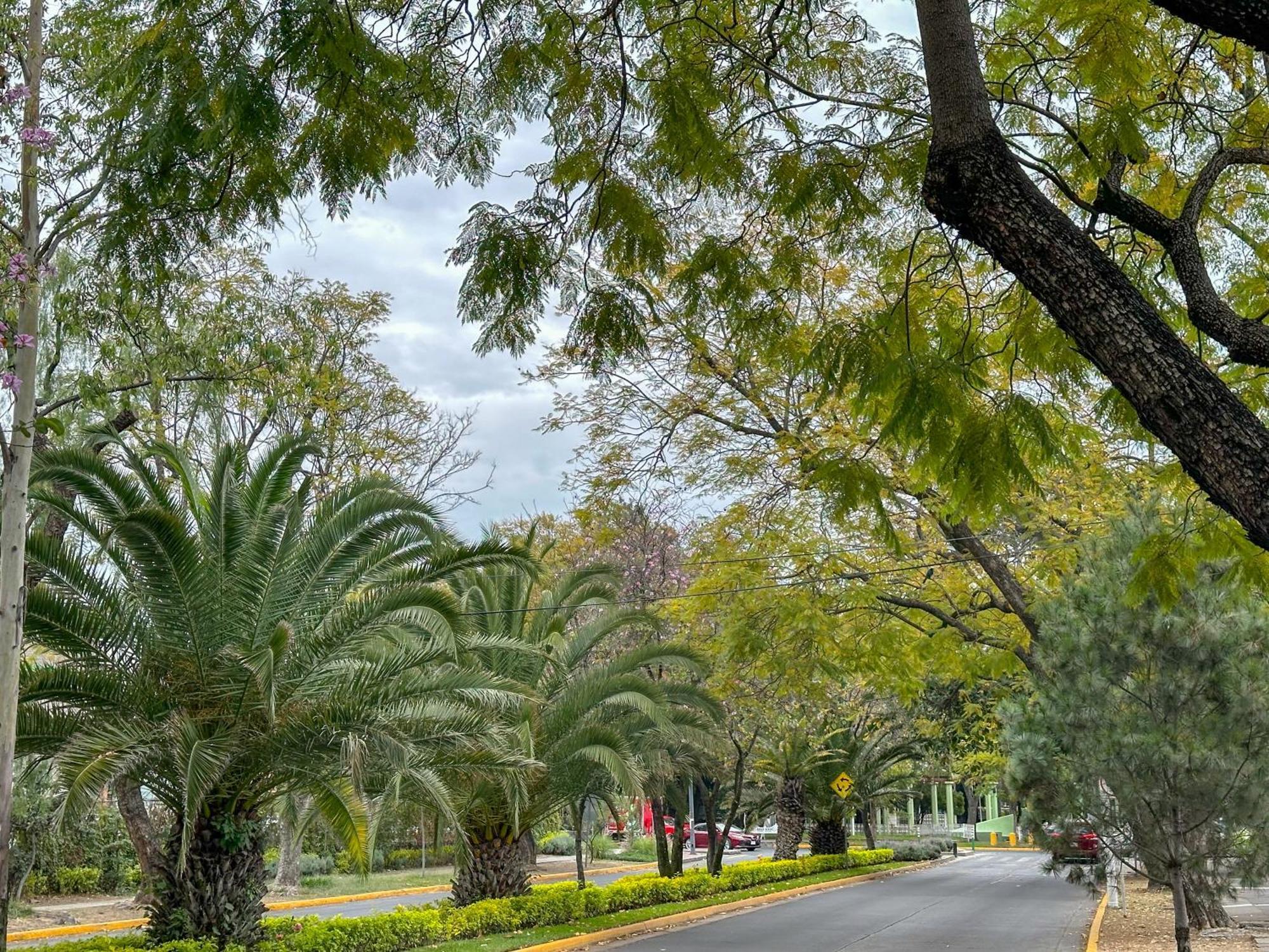Suite/ Terraza En La Glorieta Chapalita